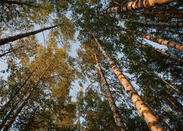 Kirjoittajan mukaan jatkuvan kasvatuksen menetelmä metsien hoitomuotona on kannattavaa myös kansantaloudellisesti, koska metsä toimii luontaisena hiilinieluna ja -varastona.