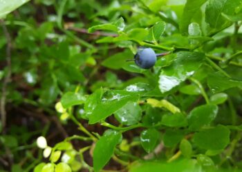 Mustikkasato jää viime vuoden kuivuuden takia paikoin vähäiseksi. Tutkija Outi Manninen kertoo, että mustikan kukka-aihiot kehittyvät aina edelliskesänä.