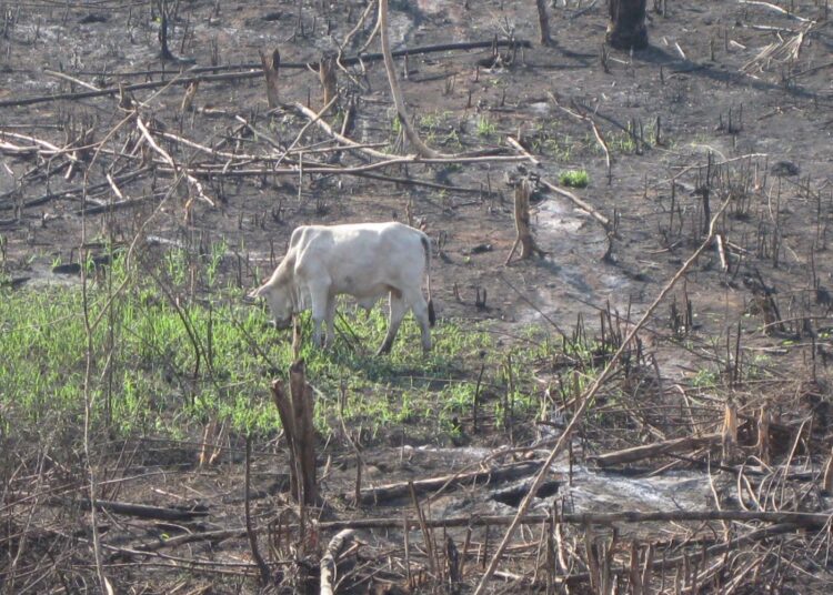 Amazonin sademetsää vallataan Brasiliassa karjan laitumiksi polttamalla kasvillisuus.