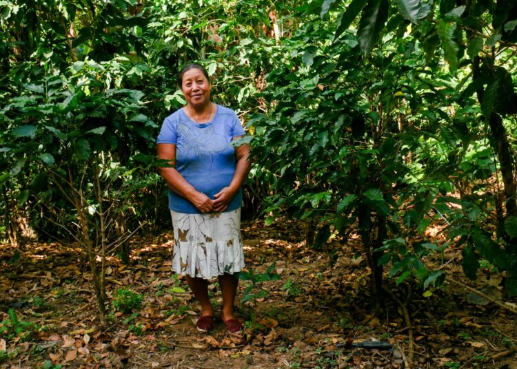 Elsalvadorilainen María de Jesús Anaya kasvattaa kahvipensaita pienellä perintötilallaan. Hän uskoo satojen paranevan uusien ilmastonkestävien lajikkeiden myötä.