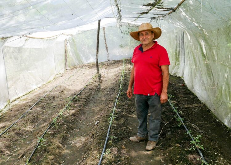 Ricardo Ramirez esittelee makrotunneliaan, jossa tuoreet tomaatinversot vihertävät.