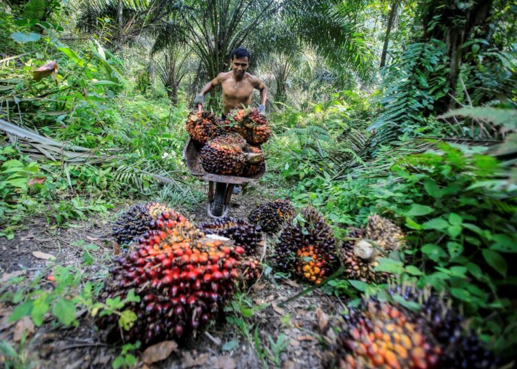 Indonesia on yksi maailman suurimmista palmuöljyn tuottajista. Kuva pohjoissumatralaiselta palmuöljyplantaasilta.