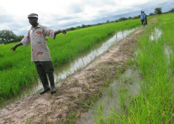 Ghanalainen maanviljelijä Lukmanu Whumbi esittelee riisipeltojaan.