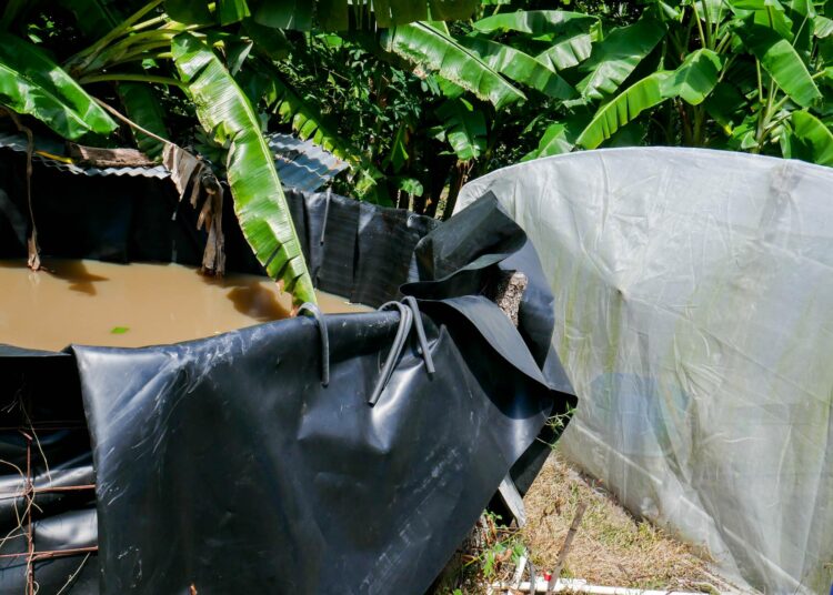 Ricardo Ramirez on johtanut ”harvesteristaan” tippukasteluletkun makrotunneliksi kutsuttuun kasvihuoneeseensa.