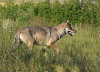 Eduskunnan maa- ja metsätalousvaliokunta puoltaa suden, karhun ja ilveksen metsästystä.