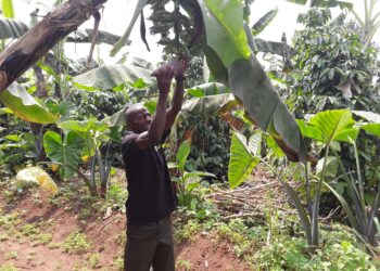 Nälkä on vähentynyt Latinalaisessa Amerikassa ja Karibialla neljän viime vuoden aikana, mutta kasvanut Afrikassa.