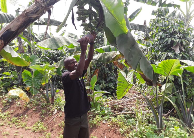 Nälkä on vähentynyt Latinalaisessa Amerikassa ja Karibialla neljän viime vuoden aikana, mutta kasvanut Afrikassa.