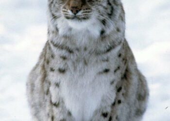 Ilves.