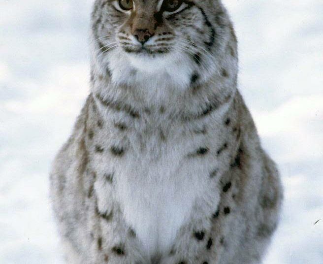Ilves.