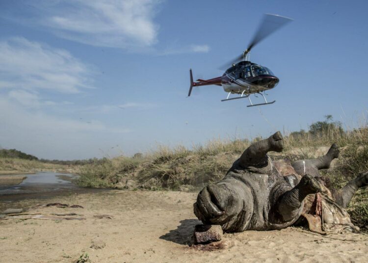 Salametsästäjien uhriksi joutunut leveähuulisarvikuono Krugerin kansallispuistossa Etelä-Afrikassa syyskuussa.
