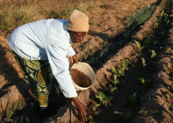 Zimbabwelainen Margaret Gauti Mpofu levittää päivittäin lehmänlantaa puolen hehtaarin kasvimaalleen korvatakseen keinokastelun pois huuhtomia ravinteita.