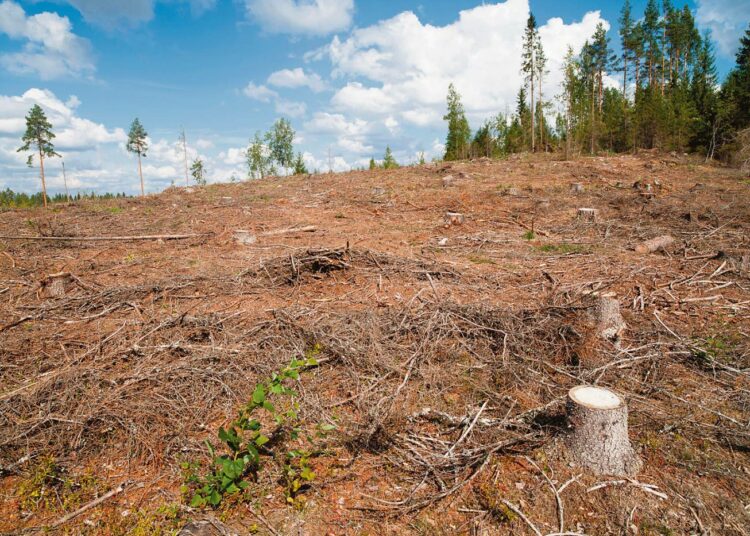 Kestävän metsätalouden kehitysdynamiikkaako tässä esillä? Vaiko sittenkin vähentynyttä hiilinielua?