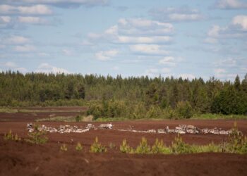 Suomi on sitoutunut pysäyttämään luonnon monimuotoisuuden köyhtymisen vuoteen 2020 mennessä. Arkistokuva Raakunsuon turvesuolta vuonna 2014.