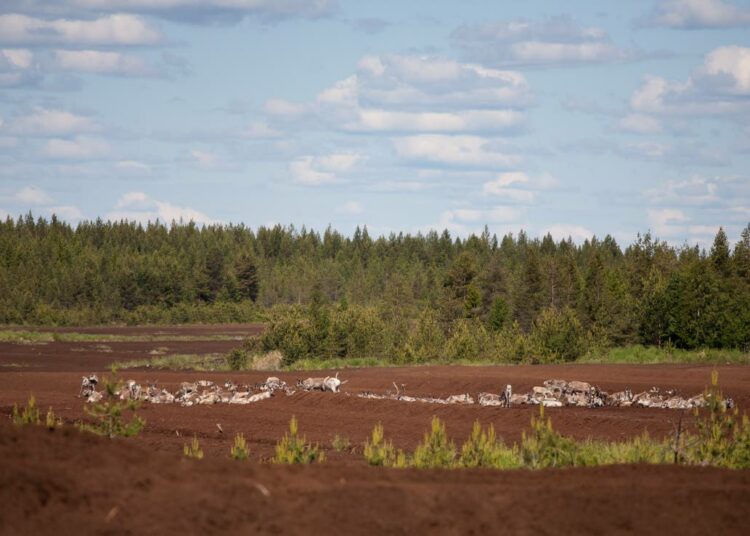Suomi on sitoutunut pysäyttämään luonnon monimuotoisuuden köyhtymisen vuoteen 2020 mennessä. Arkistokuva Raakunsuon turvesuolta vuonna 2014.