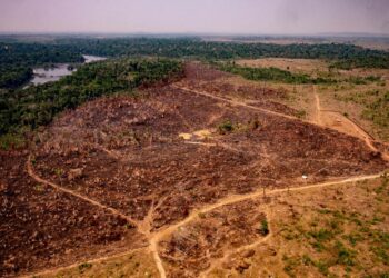 Tuhoutunutta metsää Mato Grosson osavaltiossa Brasiliassa, kuva otettu elokuun lopulla.