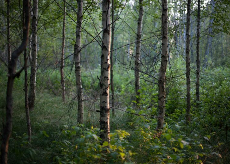 Ympäristökäsikirja kuntapäättäjille -teoksesta selviää muun muassa ”kokonaisheikentymättömyyden” merkitys.