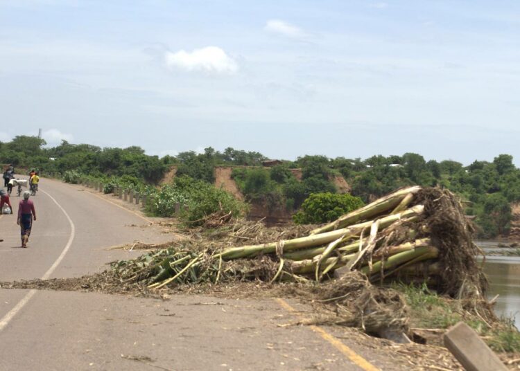 Sykloni Anan kaatama puu Malawissa. Myrsky vaikutti kielteisesti miljoonan ihmisen elämään ja teki 190 000 kodittomiksi, tappoi ainakin 46 ja jätti 18 ihmistä kateisiin.