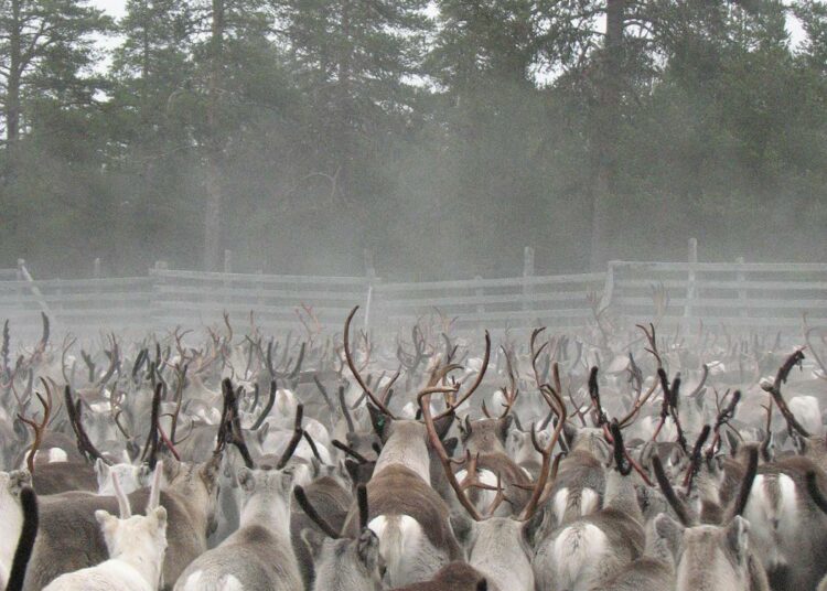 Poronhoito on saanut merkittävää tukea Greenpeacelta. Porot kootaan syksyisin aitoihin teurastusta varten.
