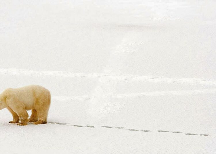 Jääkarhu kärsii ilmastonmuutoksesta.