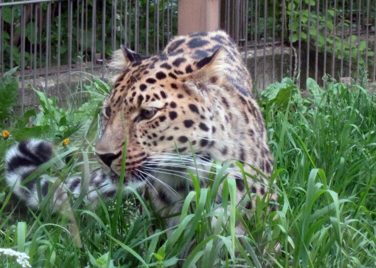Amurin leopardi.