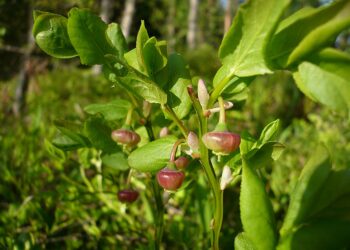 Ilmastonmuutos voi kuivattaa kaivot ja viedä juomaveden, ja elonkirjon kaventuminen vie pöydästä monet hyönteispölytteiset ruoat, kuten mustikan, tai ainakin pienentää niiden satoja.