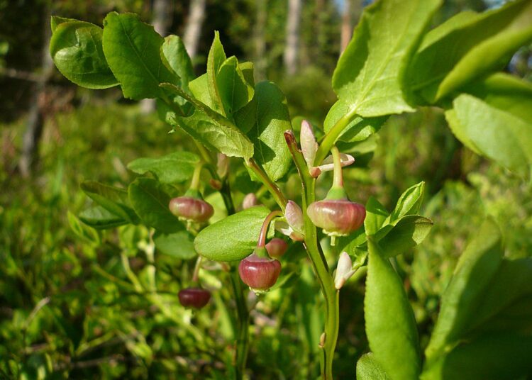 Ilmastonmuutos voi kuivattaa kaivot ja viedä juomaveden, ja elonkirjon kaventuminen vie pöydästä monet hyönteispölytteiset ruoat, kuten mustikan, tai ainakin pienentää niiden satoja.