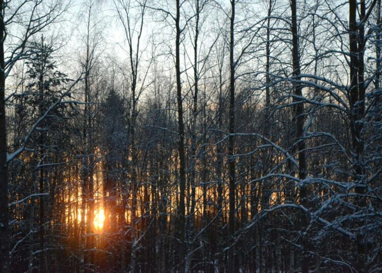 Tahvosen mukaan hyvän metsänhoidon ohjeet perustuvat puolentoista prosentin koron käyttämiseen. Luke tai sitä ohjaava maa- ja metsätalousministeriö valitsi korkokannaksi kuitenkin 3,5.