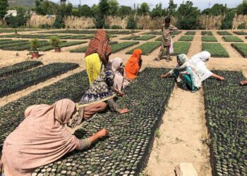 Naisia valtio-omisteisessa taimitarhassa Haripurissa, Khyber Pakhtunkhwan maakunnassa Pakistanissa. Pakistan on lanseerannut yhden maailman suurimmista metsitysprojekteista, Kymmenen miljardin puun tsunami -ohjelman.
