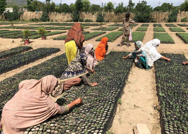 Naisia valtio-omisteisessa taimitarhassa Haripurissa, Khyber Pakhtunkhwan maakunnassa Pakistanissa. Pakistan on lanseerannut yhden maailman suurimmista metsitysprojekteista, Kymmenen miljardin puun tsunami -ohjelman.
