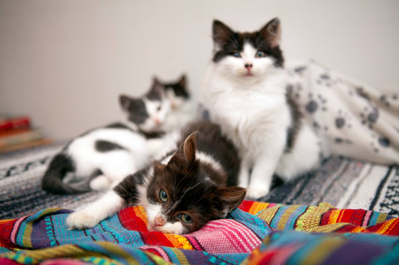 Helsinkiläispari purkaa kissakriisiä omassa kodissaan – KU