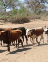 Zimbabwe on toistuvasti kärsinyt kuivuudesta, joka on iskenyt erityisen ankarasti karjankasvattajiin.