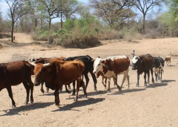 Zimbabwe on toistuvasti kärsinyt kuivuudesta, joka on iskenyt erityisen ankarasti karjankasvattajiin.