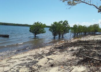 Uusi raportti kertoo, ettei nykyinen kansainvälinen rahoitus luonnon monimuotoisuuden säilyttämiseksi ole läheskään riittävää. Eniten vajetta on pienillä kehittyvillä saarivaltioilla.